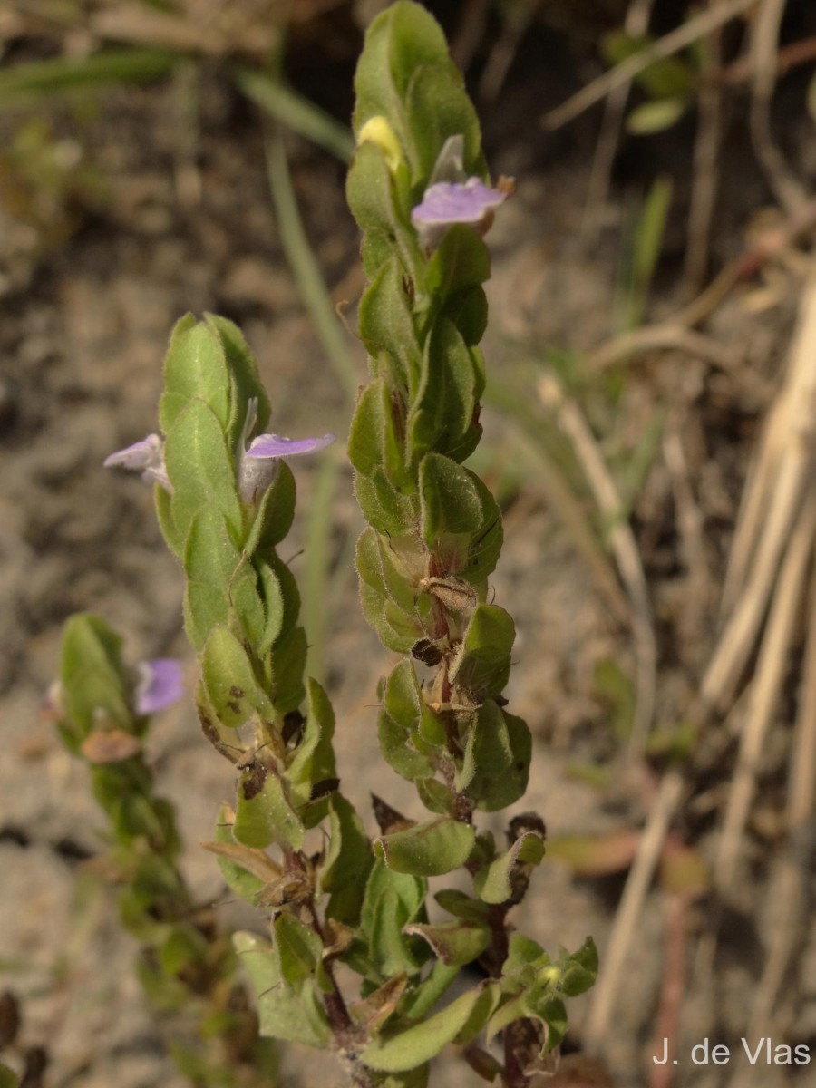 Hygrophila difformis (L.f.) Blume